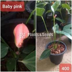 Anthurium with flowers