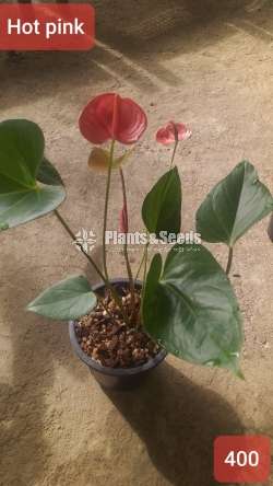 Anthurium with flowers