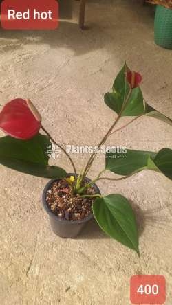 Anthurium with flowers