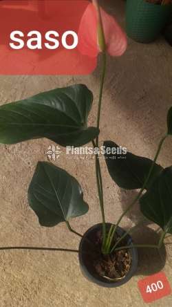 Anthurium with flowers