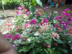 Boganvila (බෝගන්විලා පැල)
