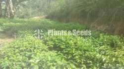 Tea Plants (20/26)