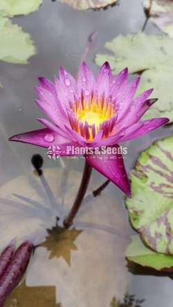 Maroonpink Waterplant