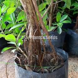 Plants for Bonsai