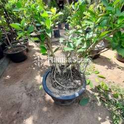 Plants for Bonsai
