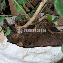 Plants for Bonsai