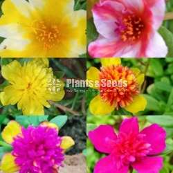 Japan Rosa (ජපන් රෝස )
