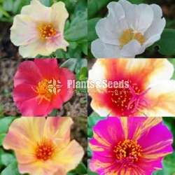 Japan Rosa (ජපන් රෝස )
