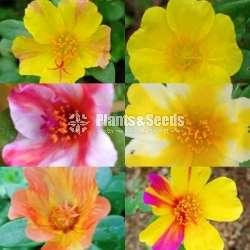 Japan Rosa (ජපන් රෝස )