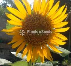 Sunflower Seeds