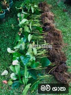 Anthurium-Netherland cut flower 