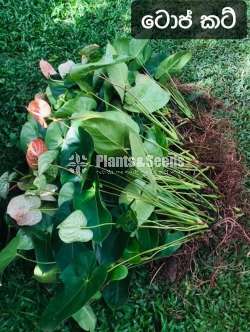 Anthurium-Netherland cut flower 