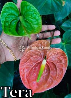 Anthurium-Netherland cut flower 