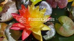Water Plants