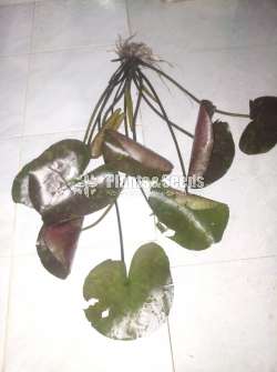 Water Plants
