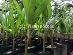 Pol Pala (දේශීය පොල් පැල)