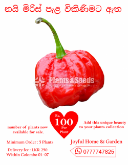 chilli plants (නයි මිරිස් පැල  )