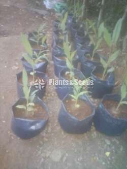 Polythene packets (කහ වගාව සඳහාම)