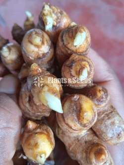 Turmeric seeds (කහ බීජ )