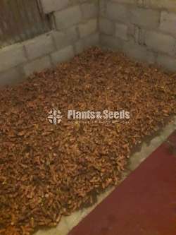 Turmeric seeds (කහ බීජ )