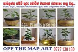 Boo Tree - (තායිලන්ත සජීවි කුරු බෝධීන්වහන්සේ)