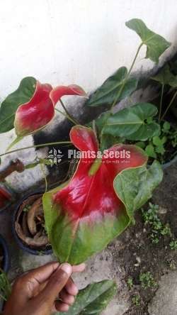 Anthurium Bi Color (බයිකලර් ඇන්තූරියම් )
