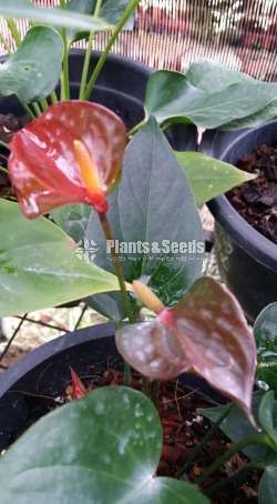 Bankok Seed Anthurium (මල් ආසන්න බැංකොක් ඇට පැල )