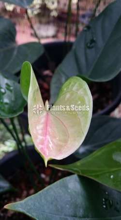 Bankok Seed Anthurium (මල් ආසන්න බැංකොක් ඇට පැල )