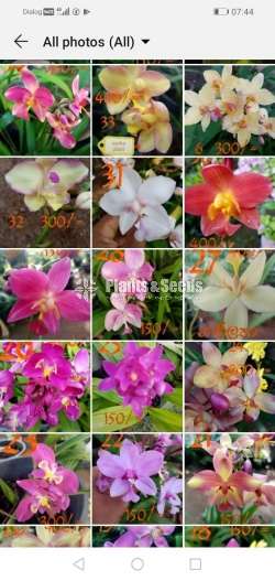 Ground Orchids (ග්‍රවුන්ඩ් ඕකිඩ් )