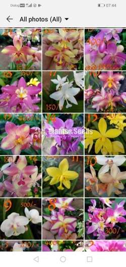 Ground Orchids (ග්‍රවුන්ඩ් ඕකිඩ් )