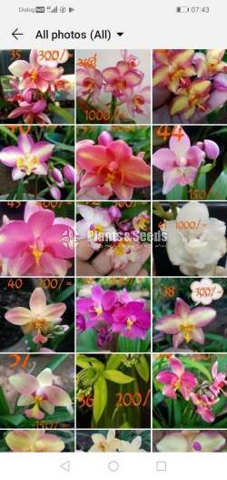 Ground Orchids (ග්‍රවුන්ඩ් ඕකිඩ් )
