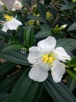 Sudu Bovitiya (සුදු බෝවිටියා )