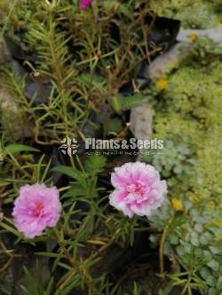 Japan Rosa (ජපන් රෝස )
