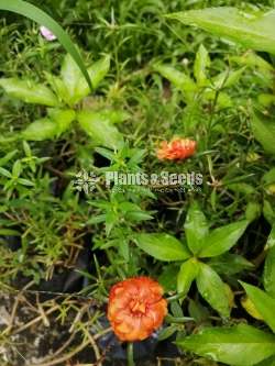 Japan Rosa (ජපන් රෝස )