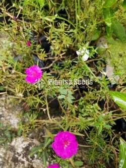 Japan Rosa (ජපන් රෝස )