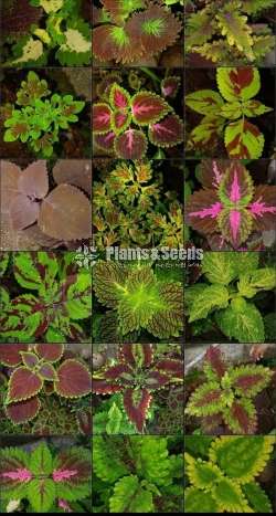 Koliyas  (කොලියස් )