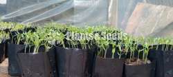 Malumiris and Batu  plants 