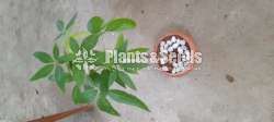 Money plant worth for your money