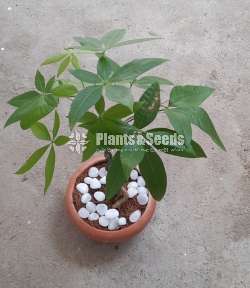 Money plant worth for your money