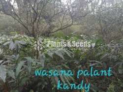  අඩුම මිලට  එන්සාල් ( කරදමුංගු) පැල (Cardamom)