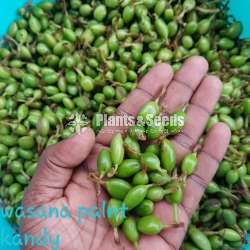  අඩුම මිලට  එන්සාල් ( කරදමුංගු) පැල (Cardamom)
