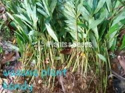  අඩුම මිලට  එන්සාල් ( කරදමුංගු) පැල (Cardamom)