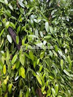 Vanila (හොදින් වැඩුණු වැනිලා වැල් )