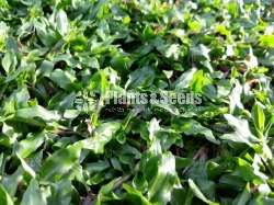 Malyshiyan grass 