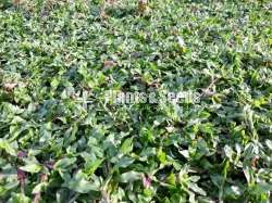 Malyshiyan grass 
