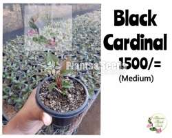 Anthurium Black Cardinal Seed(බ්ලැක් කාර්ඩිනල්)