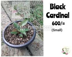 Anthurium Black Cardinal Seed(බ්ලැක් කාර්ඩිනල්)
