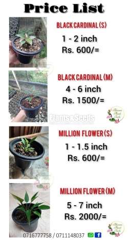 Anthurium Black Cardinal Seed(බ්ලැක් කාර්ඩිනල්)