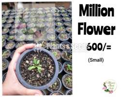 Anthurium -Million Flower