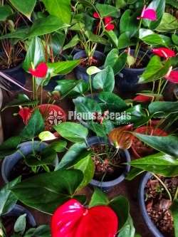 Lady Jane (ලේඩි ජේන් )